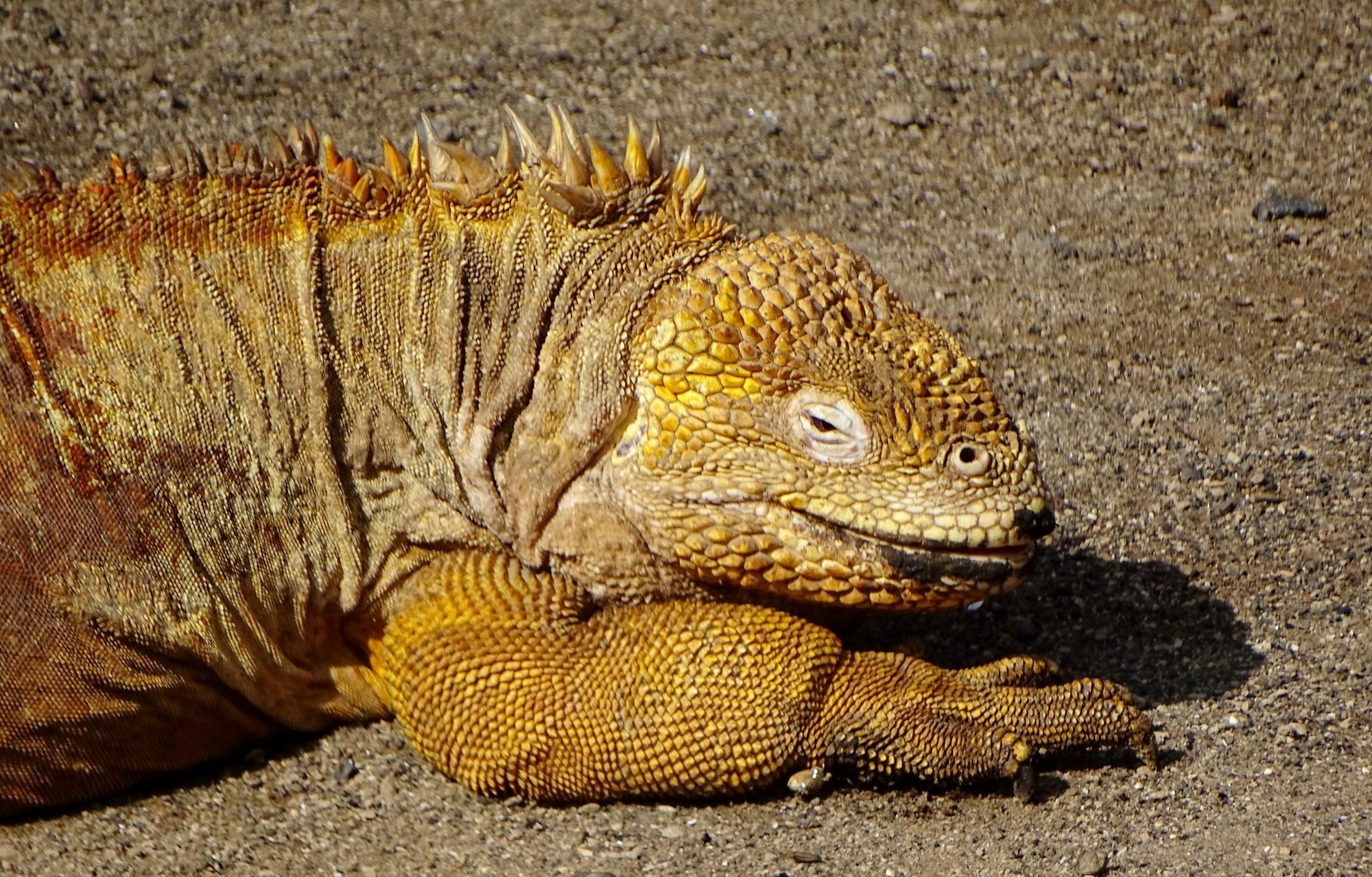 Galapagos Chalet Пуерто Айора Екстериор снимка