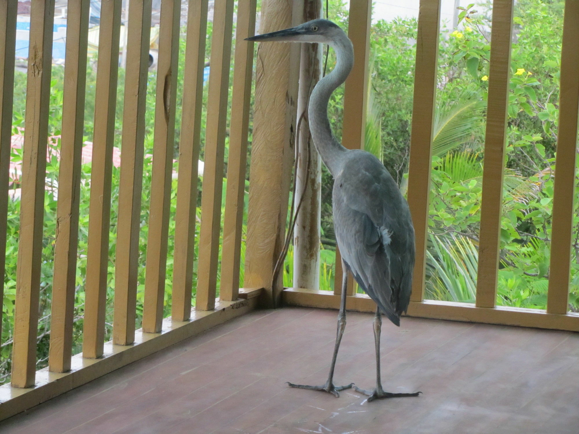 Galapagos Chalet Пуерто Айора Екстериор снимка